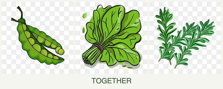 Can you plant peas, spinach and rosemary together?