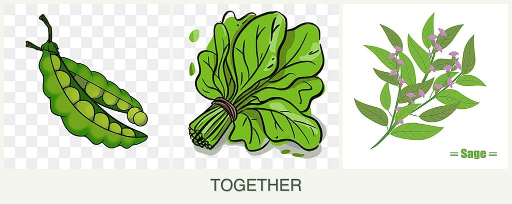 Can you plant peas, spinach and sage together?