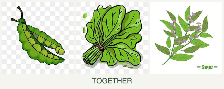 Can you plant peas, spinach and sage together?
