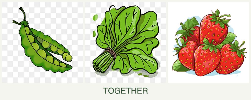 Can you plant peas, spinach and strawberries together?
