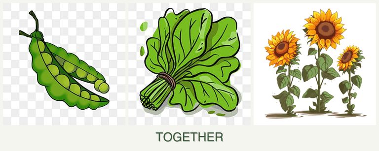 Can you plant peas, spinach and sunflowers together?