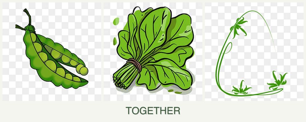 Can you plant peas, spinach and tarragon together?
