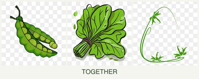 Can you plant peas, spinach and tarragon together?
