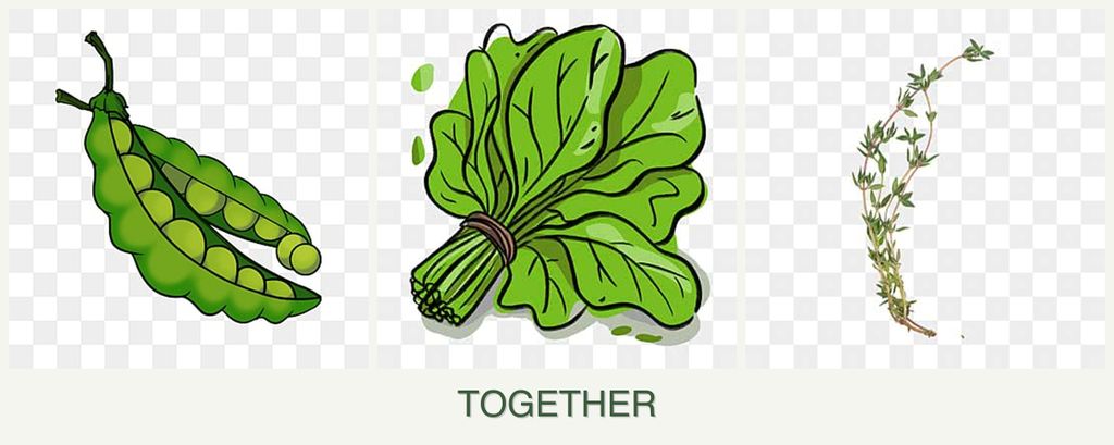 Can you plant peas, spinach and thyme together?