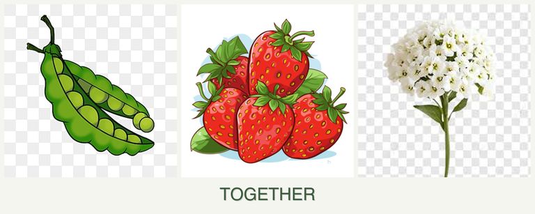 Can you plant peas, strawberries and alyssum together?