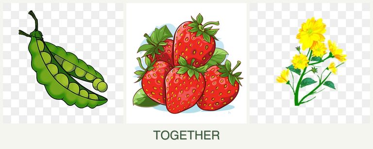 Can you plant peas, strawberries and calendula together?