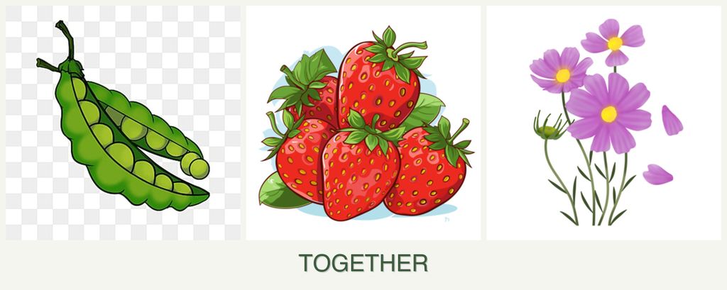Can you plant peas, strawberries and cosmos together?