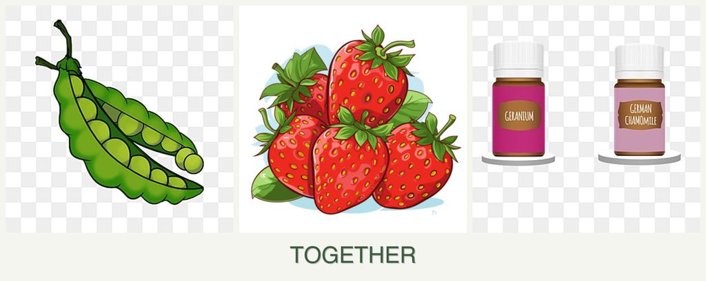 Can you plant peas, strawberries and geraniums together?