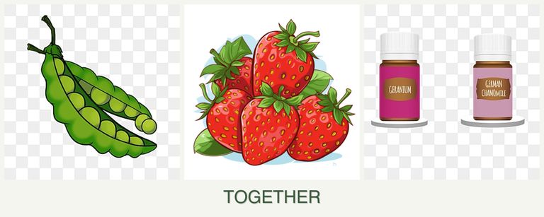 Can you plant peas, strawberries and geraniums together?