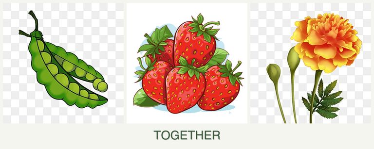 Can you plant peas, strawberries and marigolds together?