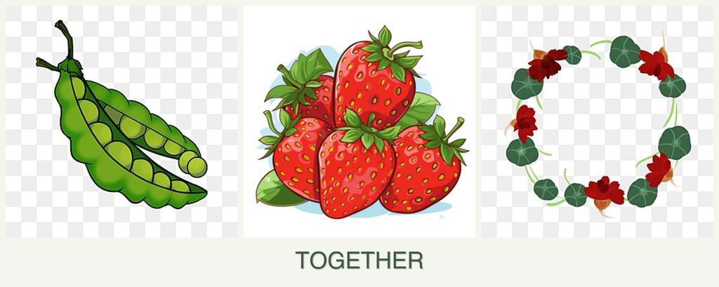 Can you plant peas, strawberries and nasturtiums together?