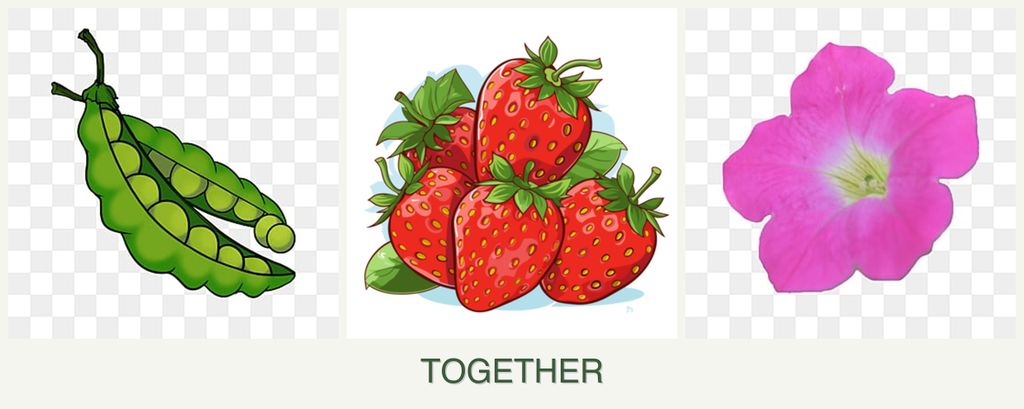 Can you plant peas, strawberries and petunias together?