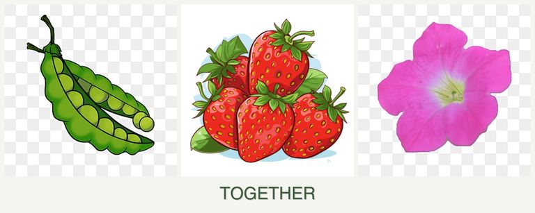Can you plant peas, strawberries and petunias together?