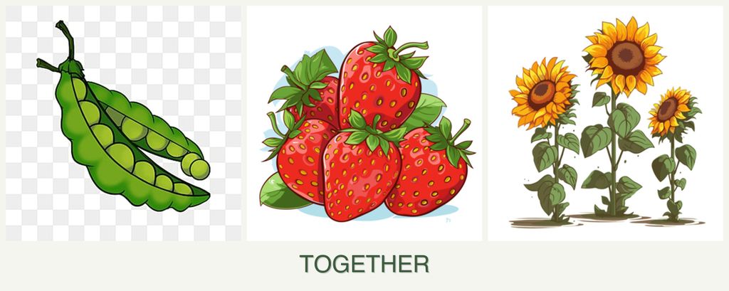 Can you plant peas, strawberries and sunflowers together?