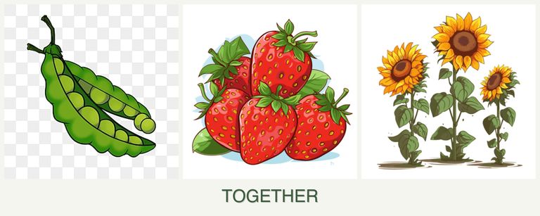 Can you plant peas, strawberries and sunflowers together?