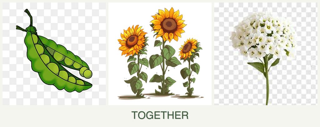 Can you plant peas, sunflowers and alyssum together?
