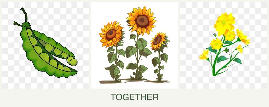 Can you plant peas, sunflowers and calendula together?