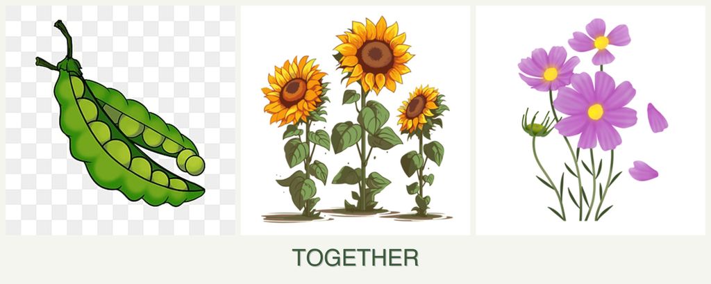 Can you plant peas, sunflowers and cosmos together?