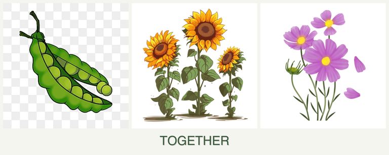 Can you plant peas, sunflowers and cosmos together?