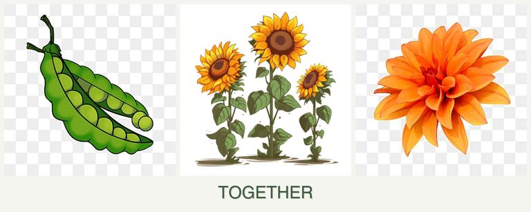 Can you plant peas, sunflowers and dahlias together?