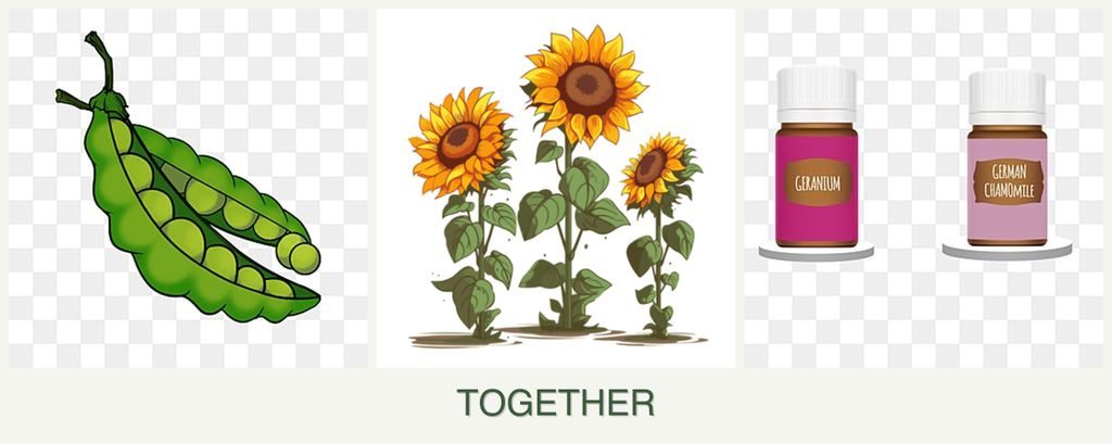 Can you plant peas, sunflowers and geraniums together?