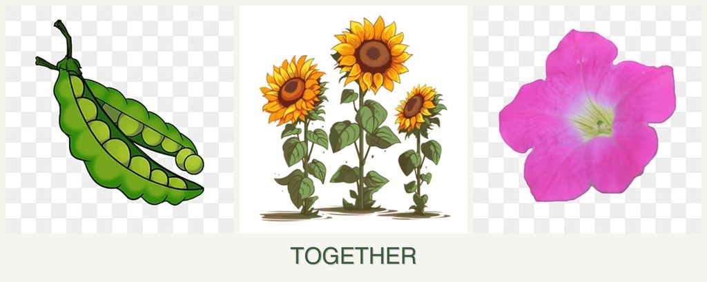 Can you plant peas, sunflowers and petunias together?