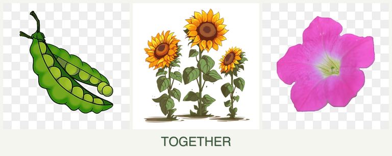 Can you plant peas, sunflowers and petunias together?