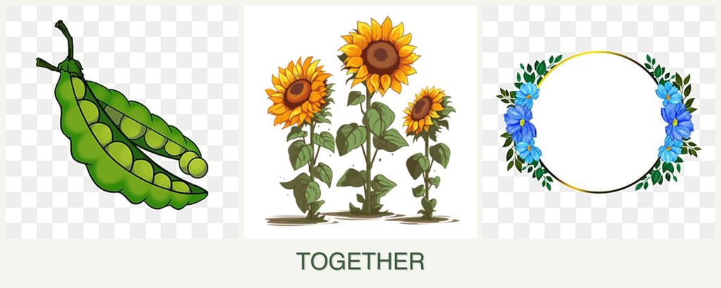 Can you plant peas, sunflowers and zinnias together?