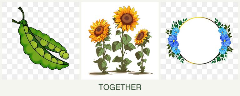 Can you plant peas, sunflowers and zinnias together?