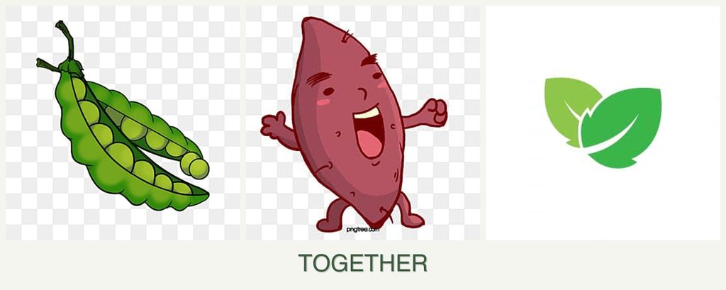 Can you plant peas, sweet potatoes and mint together?