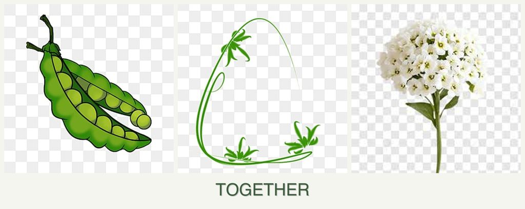 Can you plant peas, tarragon and alyssum together?