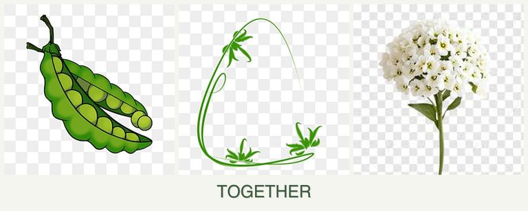 Can you plant peas, tarragon and alyssum together?