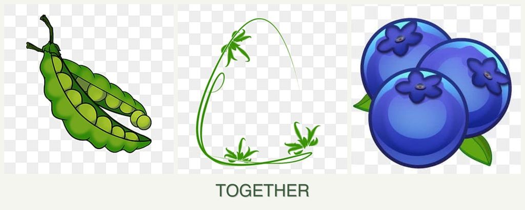 Can you plant peas, tarragon and blueberries together?