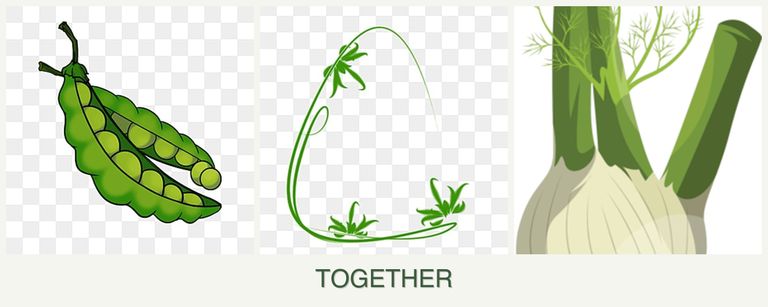 Can you plant peas, tarragon and fennel together?