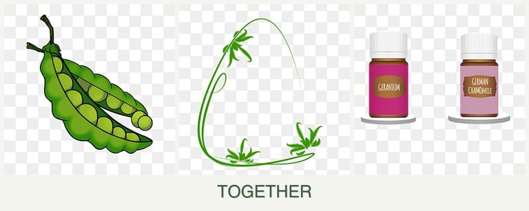 Can you plant peas, tarragon and geraniums together?