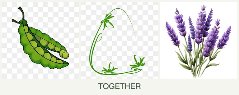 Can you plant peas, tarragon and lavender together?