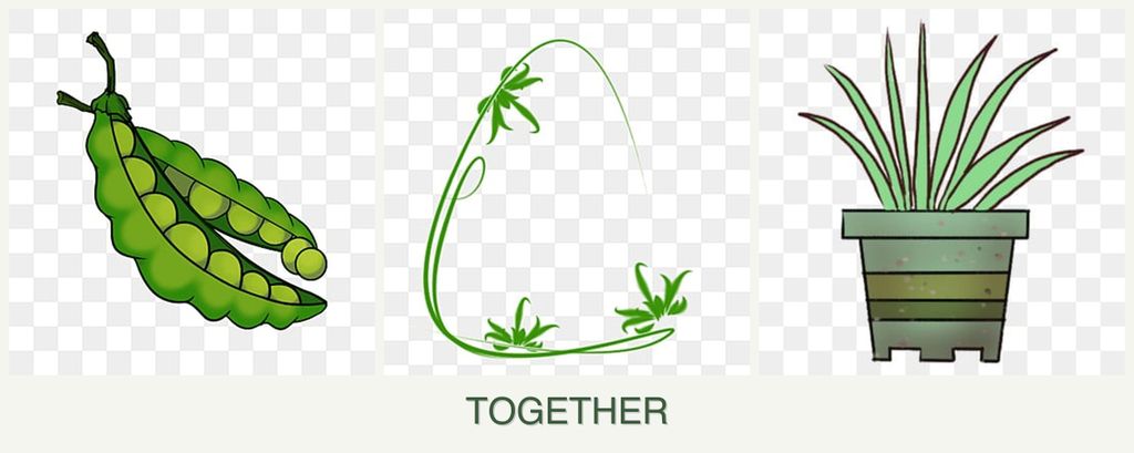 Can you plant peas, tarragon and lemongrass together?