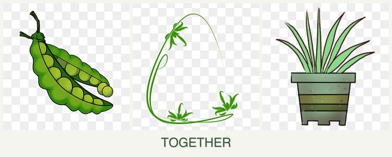 Can you plant peas, tarragon and lemongrass together?
