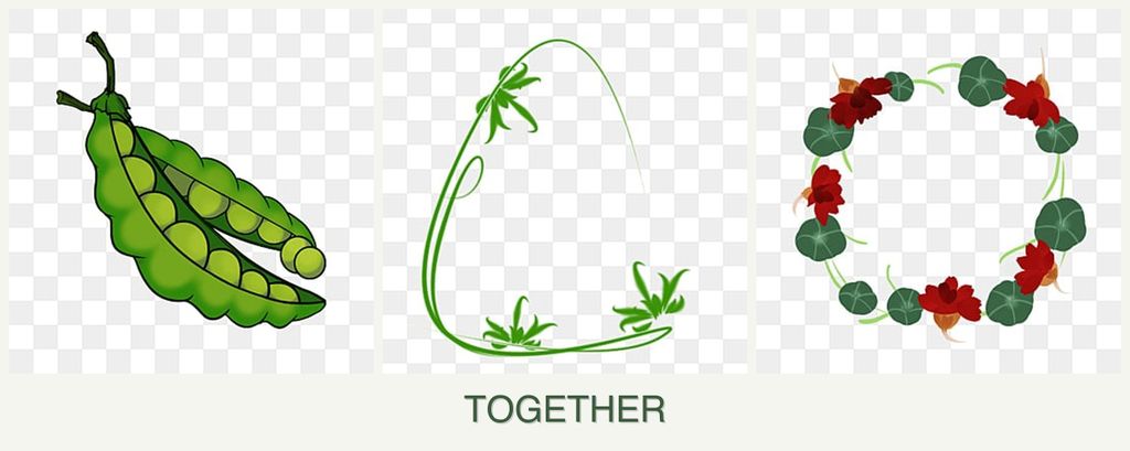 Can you plant peas, tarragon and nasturtiums together?