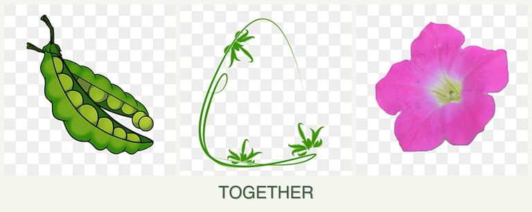 Can you plant peas, tarragon and petunias together?
