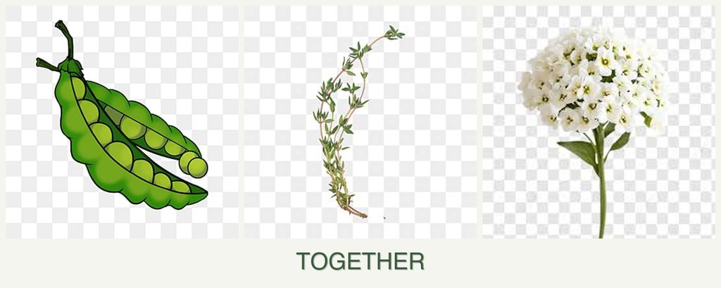Can you plant peas, thyme and alyssum together?