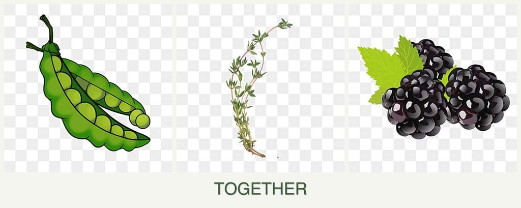 Can you plant peas, thyme and blackberries together?