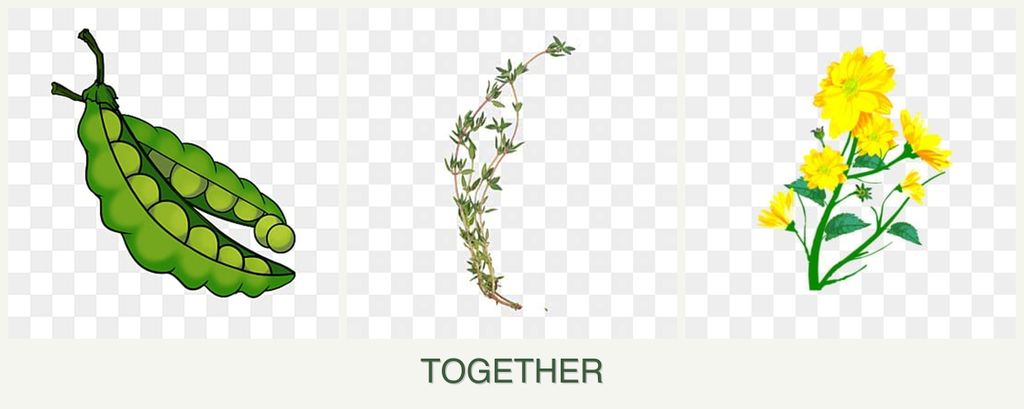 Can you plant peas, thyme and calendula together?