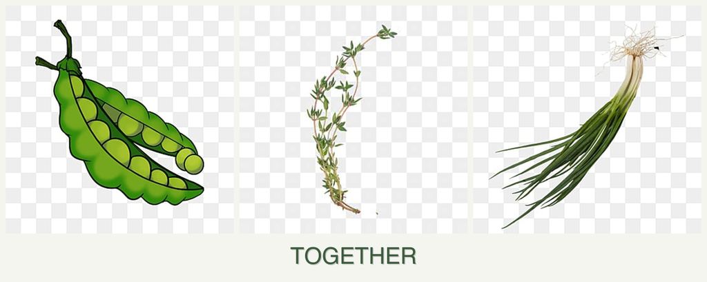 Can you plant peas, thyme and chives together?