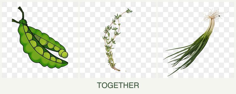 Can you plant peas, thyme and chives together?