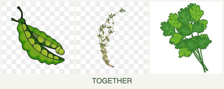Can you plant peas, thyme and cilantro together?