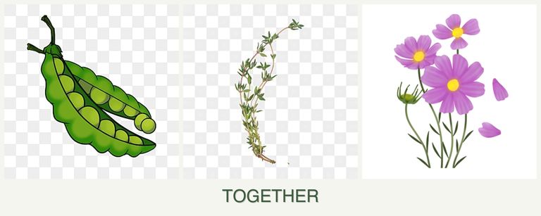 Can you plant peas, thyme and cosmos together?
