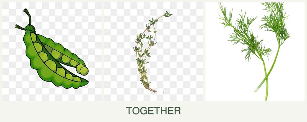 Can you plant peas, thyme and dill together?