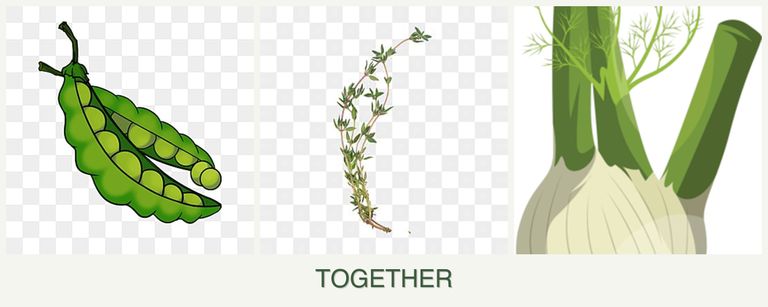 Can you plant peas, thyme and fennel together?