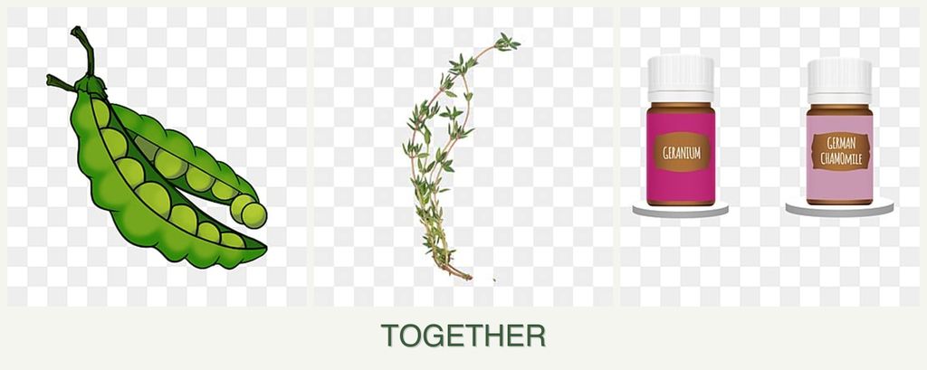 Can you plant peas, thyme and geraniums together?